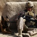 Working dogs are Marines best friend