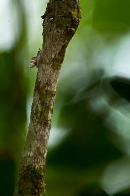 The return of the tree snails