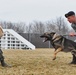 Military working dogs train for success