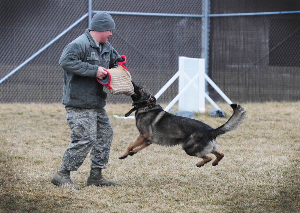 Military working dogs train for mission success