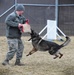 Military working dogs train for mission success