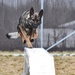 Military working dogs train for success