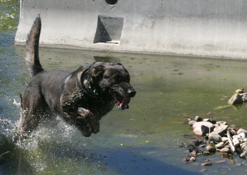 Explosive training: finding the scent