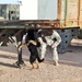 Bliss hosts FORSCOM military working dog recertifications