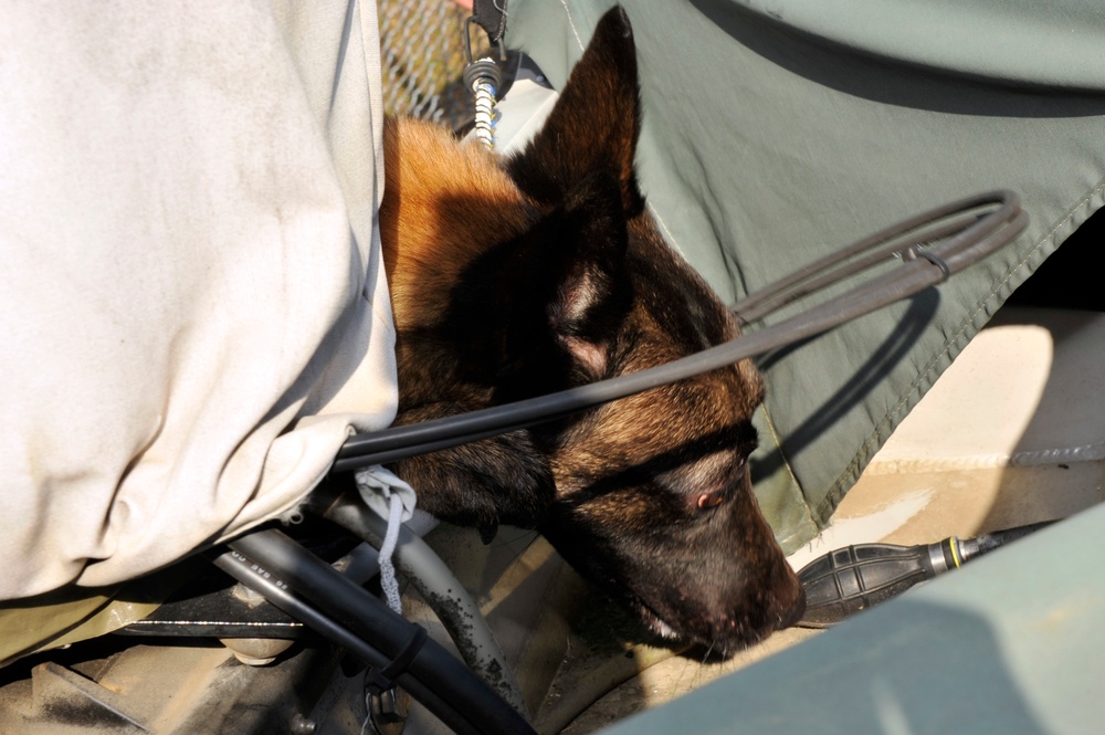 SFS military working dogs train