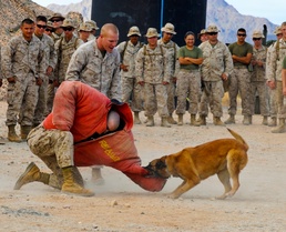 Station working dog retires after a lifetime of service