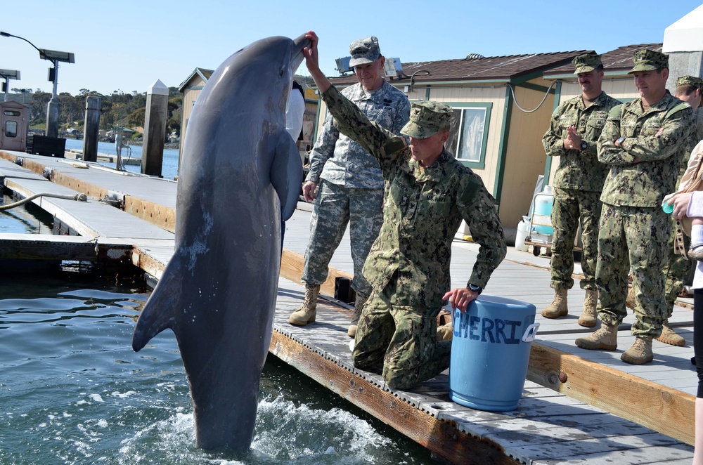 US Navy Marine Mammal Program