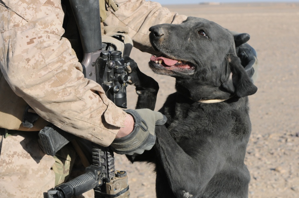 Every Marine a rifleman embodied by service members of 2/11