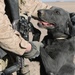 Every Marine a rifleman embodied by service members of 2/11