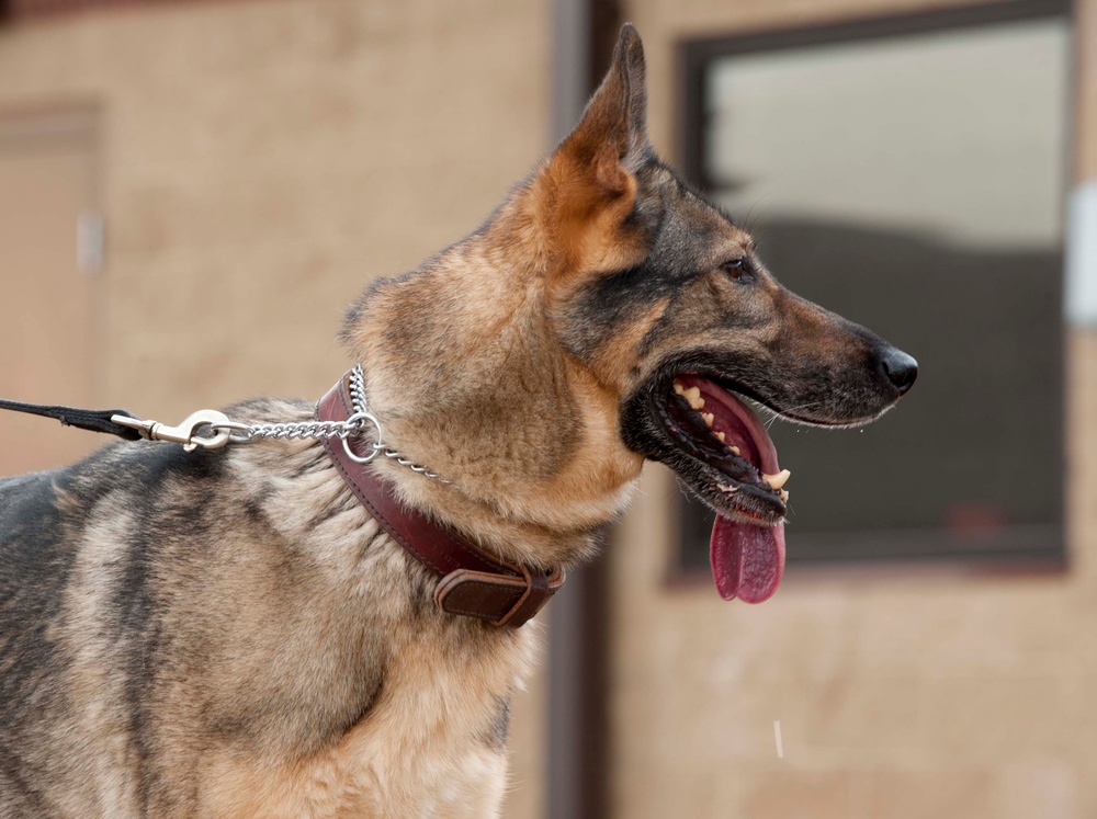 49th Security Forces Squadron K-9 training