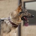 49th Security Forces Squadron K-9 training