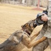 49th Security Forces Squadron K-9 training