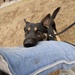 49th Security Forces Squadron K-9 training