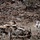 Big Island Military Police Training March 23-24 The image depicts what appears to be a military training exercise in a rocky, arid terrain. A tan/desert-colored military vehicle (HMMWV/Humvee) is visible in the foreground, with several personnel in military gear and civilian-style clothing engaged in a simulated scenario. One figure appears to be on the ground while others are in motion nearby.