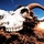 Big Island Military Police Training March 23-24 A bleached animal skull, likely from a goat or ram, rests on a rocky reddish-brown surface in an arid desert landscape. The skull retains one curved horn and remnants of dried organic material such as fur or hide near the facial region. The background features a dramatic blue sky with clouds and a bright light source near the horizon, suggesting either sunrise or sunset.