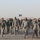 Bataan Memorial March held in Kuwait