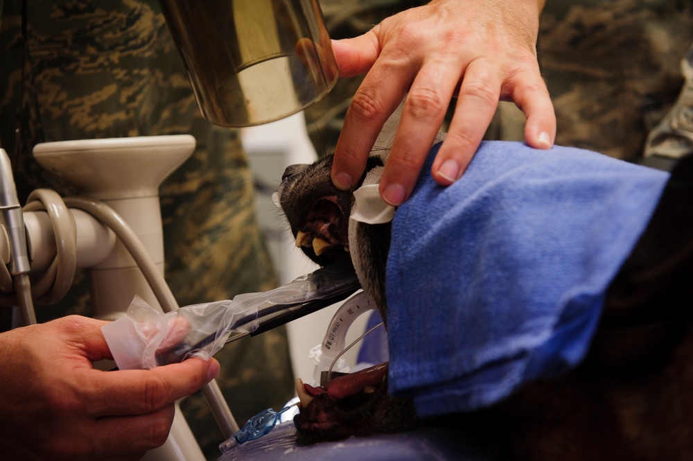 Doggie dental: Joint team assists ailing canine