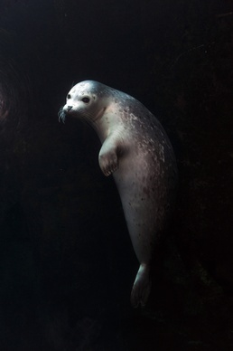 Seward Military Resort has many opportunities for service