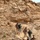 Oregon National Guard in Oman