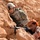Oregon National Guard in Oman