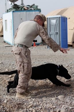 Dog handlers train canines, save Marine lives in Afghanistan
