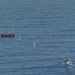 Coast Guard Cutter Anacapa fires at adrift Japanese fishing vessel