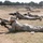 African Lion 12 - Peace Support Operations