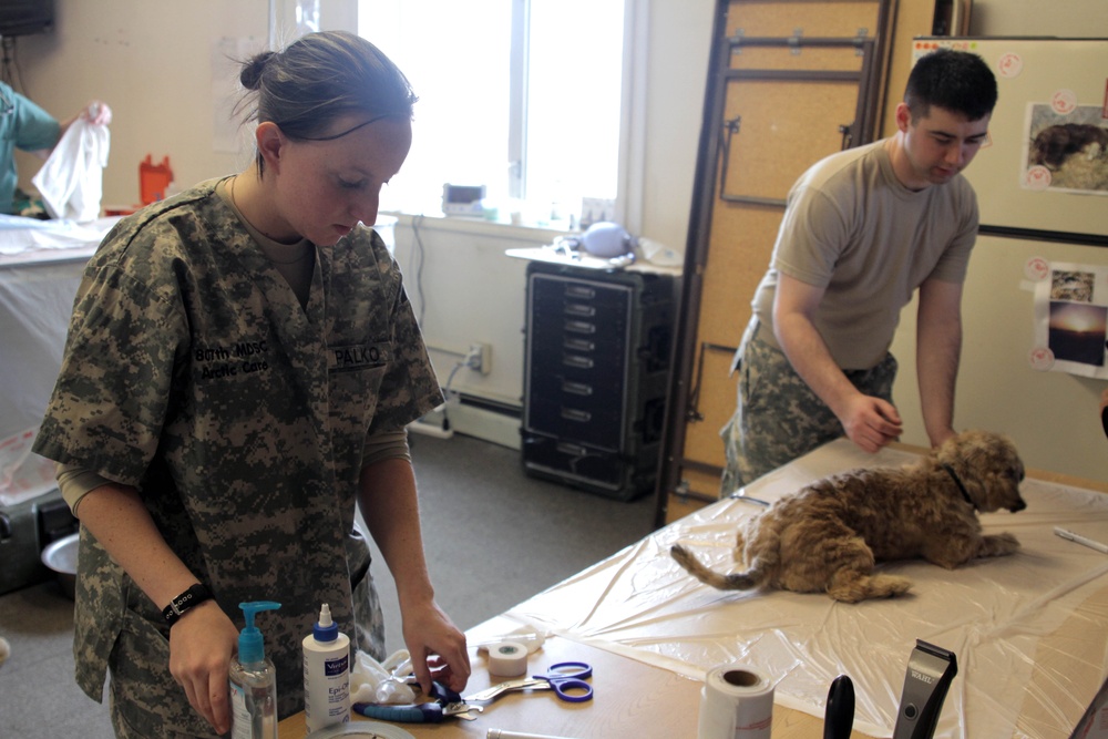 Photo essay: Operation Arctic Care veterinarians perform critical procedures