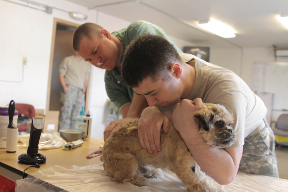 Photo essay: Operation Arctic Care veterinarians perform critical procedures