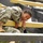 Best Warrior soldiers compete for honors amidst rainforest Best Warrior soldiers compete for honors amidst rainforest
