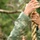Best Warrior soldiers compete for honors amidst rainforest Best Warrior soldiers compete for honors amidst rainforest