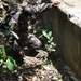 Philippine, US soldiers disarm explosives during FTX