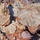 The image shows a close-up view of fragmented tree bark pieces scattered on a surface. The bark displays characteristic layered, platy texture with fibrous grain patterns typical of coniferous trees. Visible winding lines on the bark surface suggest insect gallery tunnels, possibly from bark beetles.