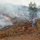 A land clearing operation is underway with workers cutting and removing felled trees while brush fires burn in the background. Multiple tree stumps are visible across a cleared area, with significant smoke filling the atmosphere. At least three workers are present, one carrying a chainsaw, engaged in debris removal and burning activities.