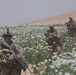 Operation Lariat in the Lui Tal district