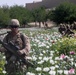 Poppy field