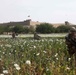 Poppy field