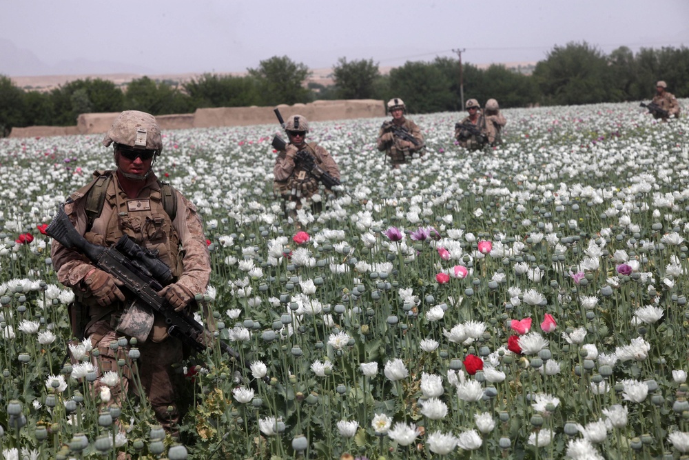 Poppy field