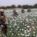 Poppy field