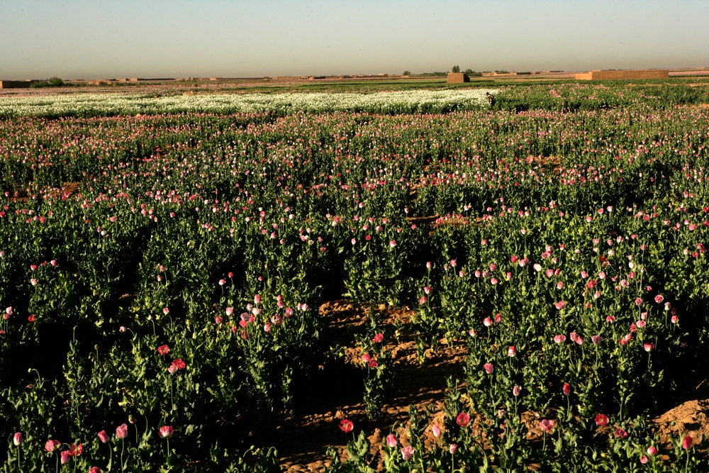 Opium poppy plants in Afghanistan