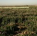 Opium poppy plants in Afghanistan