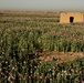 Opium poppy plants in Afghanistan