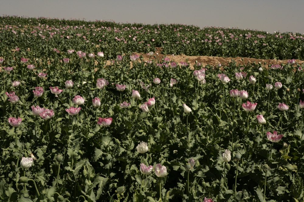 Opium poppy plants in Afghanistan