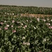 Opium poppy plants in Afghanistan