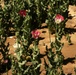 Opium poppy plants in Afghanistan