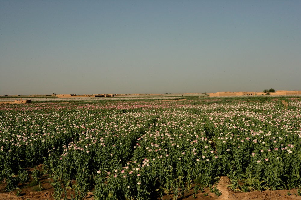 Opium poppy plants in Afghanistan