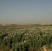 Opium poppy plants in Afghanistan