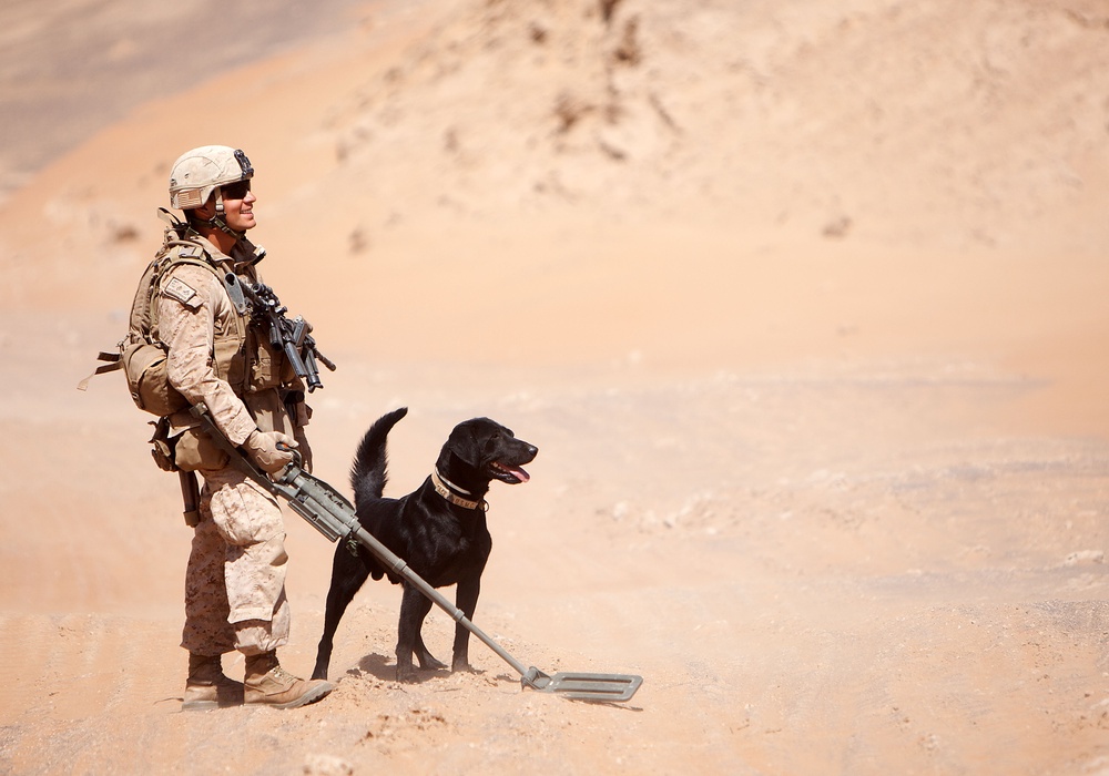 The complete IED detection team