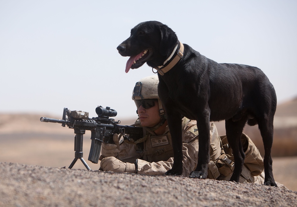 The complete IED detection team