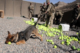 A better defense, military working dogs